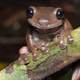 Litoria mira, the world's most delicious frog